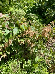 Flemingia strobilifera