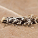 Pale Corn Clothes Moth - Photo (c) Nikolai Vladimirov, some rights reserved (CC BY-NC), uploaded by Nikolai Vladimirov