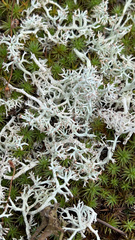 Cladonia rangiferina
