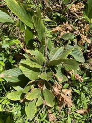 Flemingia strobilifera