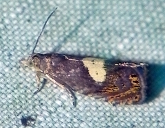 Dichrorampha bittana