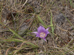 Calochortus macrocarpus