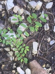 Phyllanthus caroliniensis