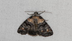 Dysbatus singularis