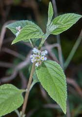 Lippia alba