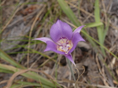 Calochortus macrocarpus