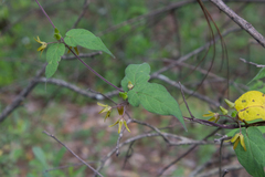 Matelea chrysantha