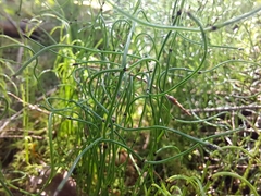 Equisetum scirpoides