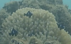 Dascyllus trimaculatus