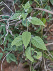 Lippia alba