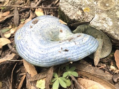 Lactarius indigo