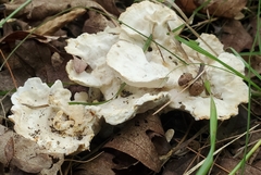 Loweomyces fractipes