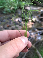 Equisetum scirpoides