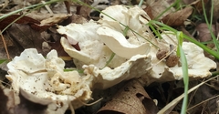 Loweomyces fractipes