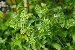 Euphorbia peplus