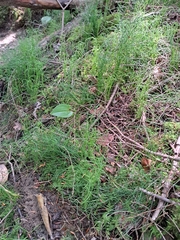 Equisetum scirpoides