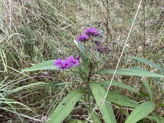 Vernonia missurica