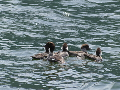 Bucephala
