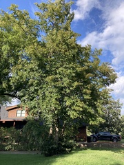 Tilia americana americana