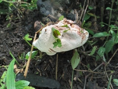 Entoloma abortivum
