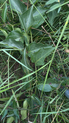 Vincetoxicum nigrum