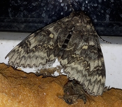 Catocala fraxini