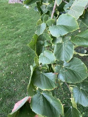 Tilia americana americana