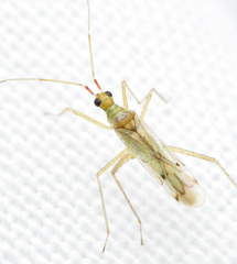Dicyphus epilobii