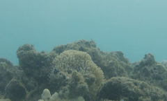 Heteractis magnifica