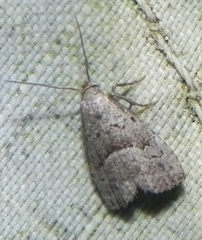 Hypenodes fractilinea