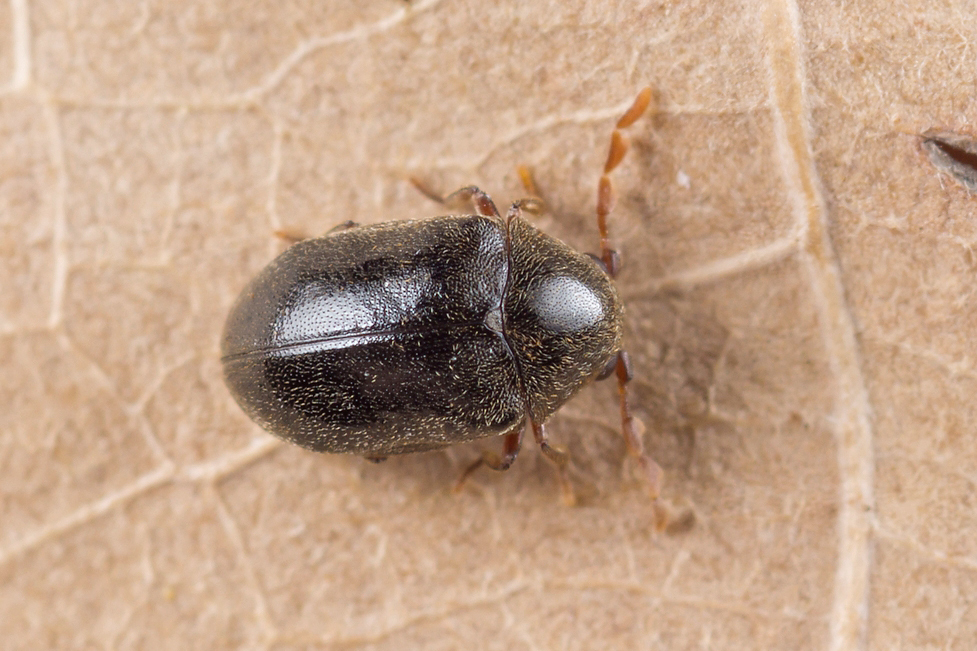 Dorcatoma