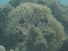 Heteractis magnifica