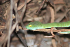 Trimeresurus macrops