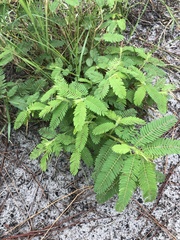 Chamaecrista