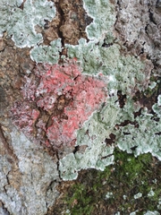 Herpothallon rubrocinctum