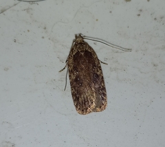 Agonopterix