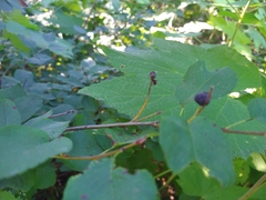 Amelanchier alnifolia