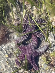 Pisaster ochraceus