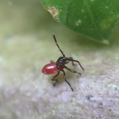 Oncopeltus fasciatus