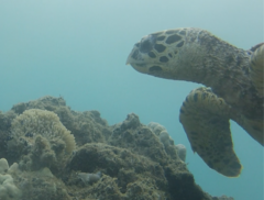 Eretmochelys imbricata