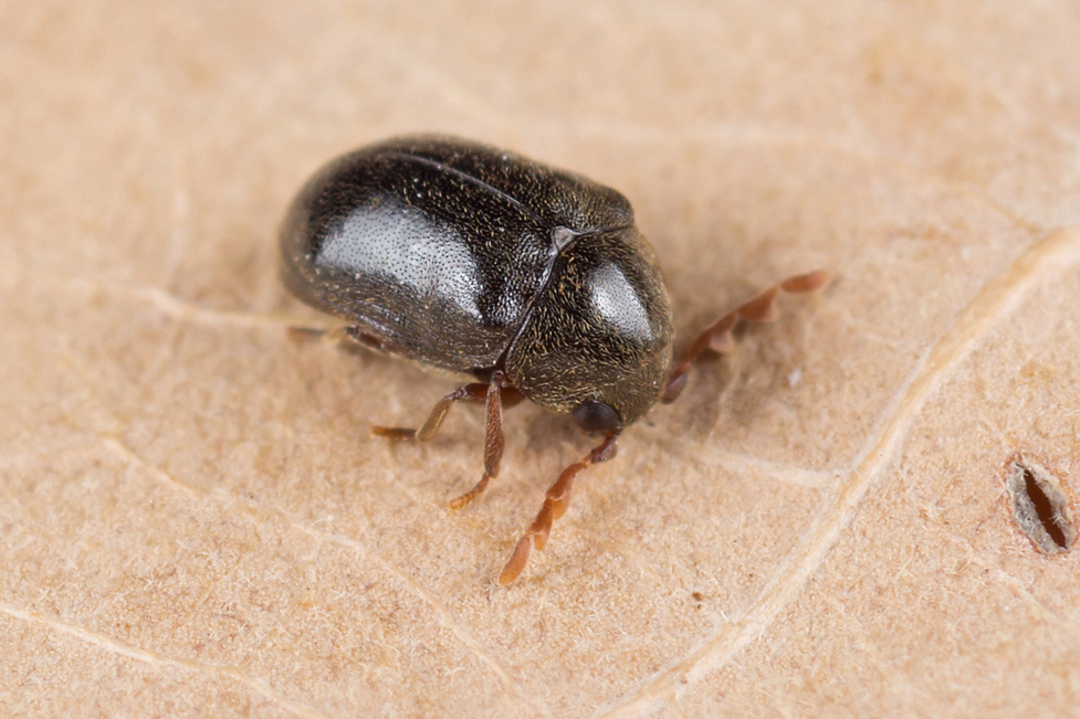 Dorcatoma robusta
