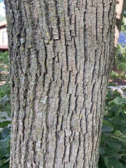 Tilia americana americana