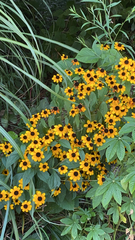 Rudbeckia triloba