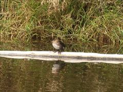 Lophodytes cucullatus