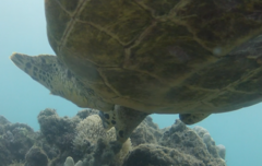 Eretmochelys imbricata