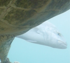 Caranx melampygus