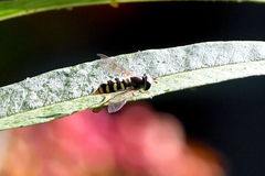 Syrphini