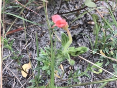 Oenothera humifusa