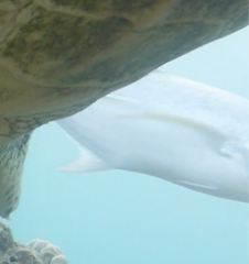 Caranx melampygus