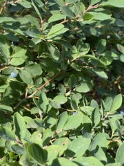 Vaccinium cespitosum